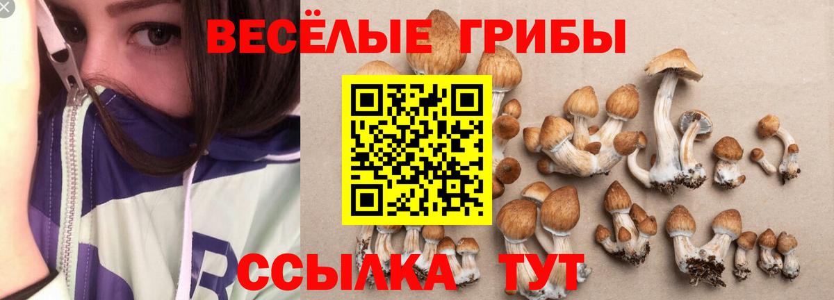 Псилоцибиновые грибы GOLDEN TEACHER Красноармейск
